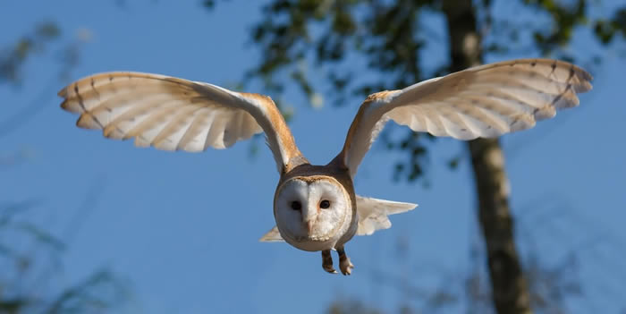 Barn owl flying with wings fully spread